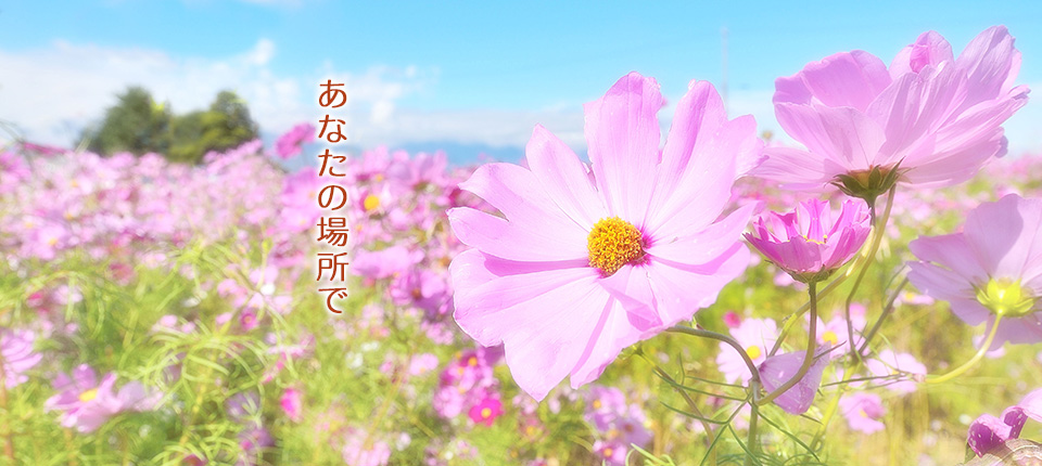 公式案内画像