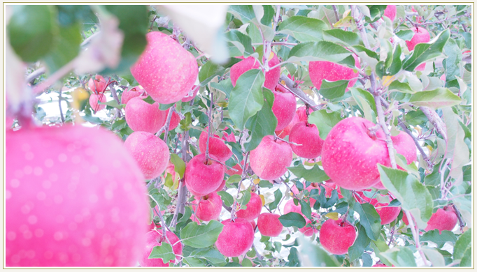 Rainbow Apple Garden(レインボウ・アップル・ガーデン) の写真