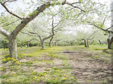 花の咲く春の果樹園