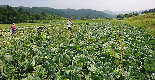 公式が国産素材へのこだわりで紹介するキャベツ畑