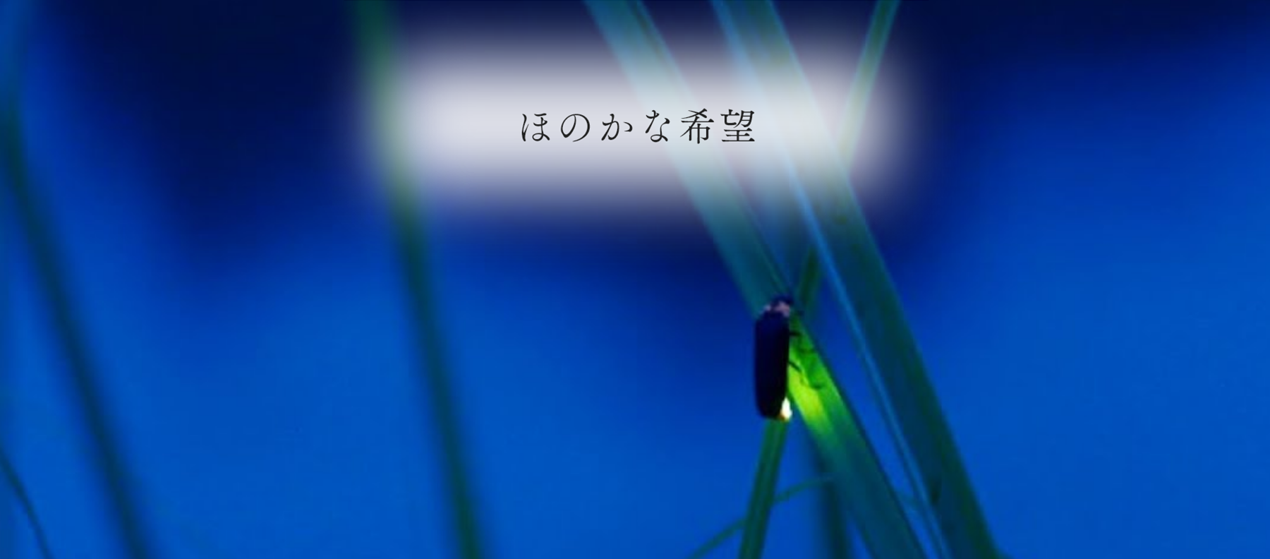 公式案内画像