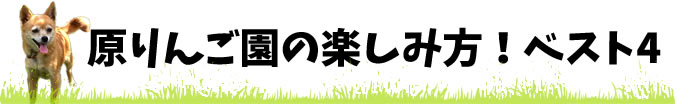 公式案内画像
