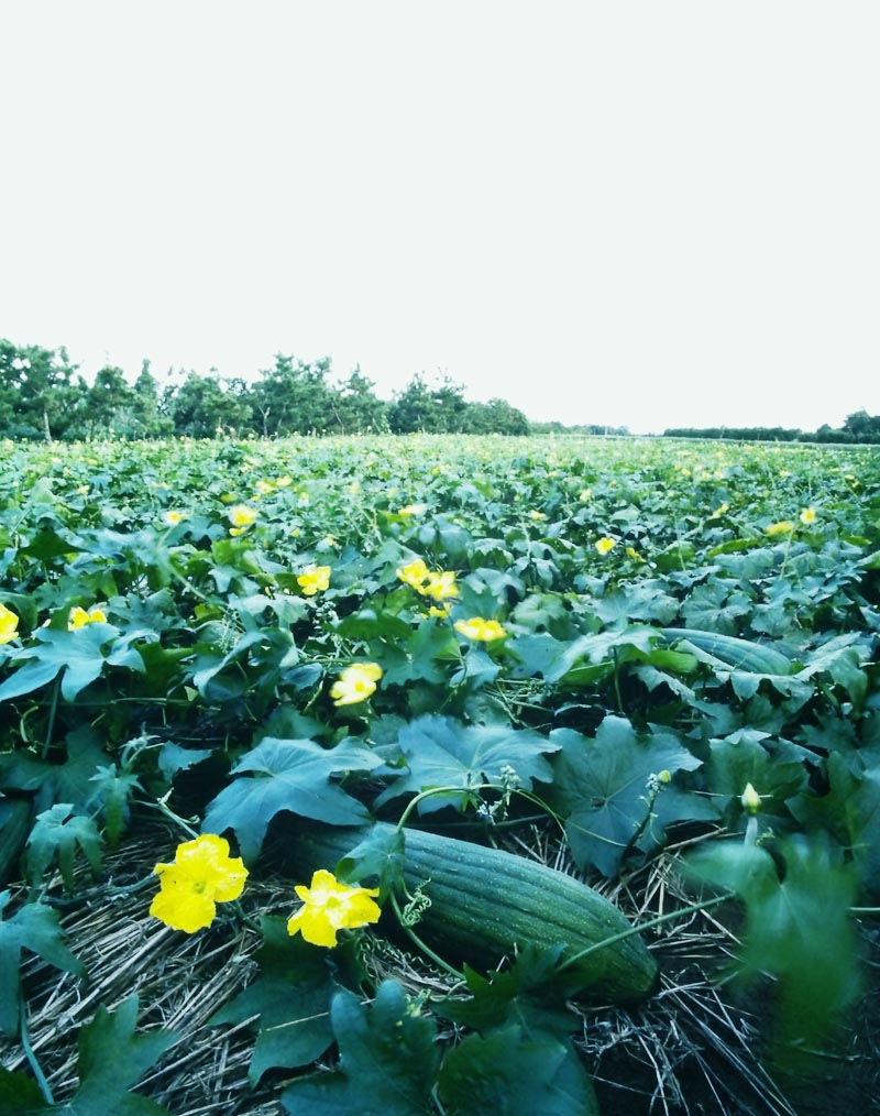 公式が採水地として紹介する、花と実のあるヘチマ畑。