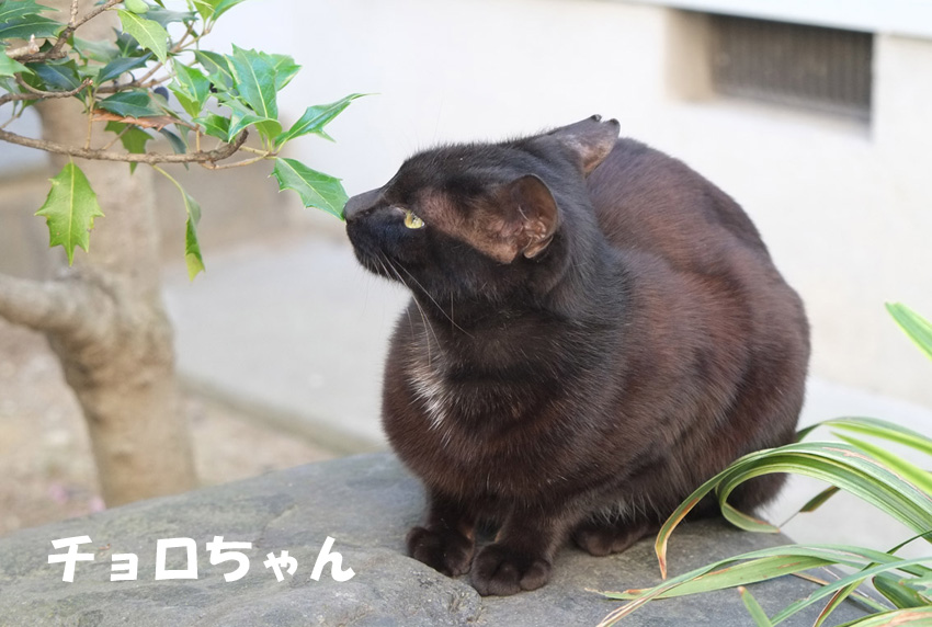 公式案内画像