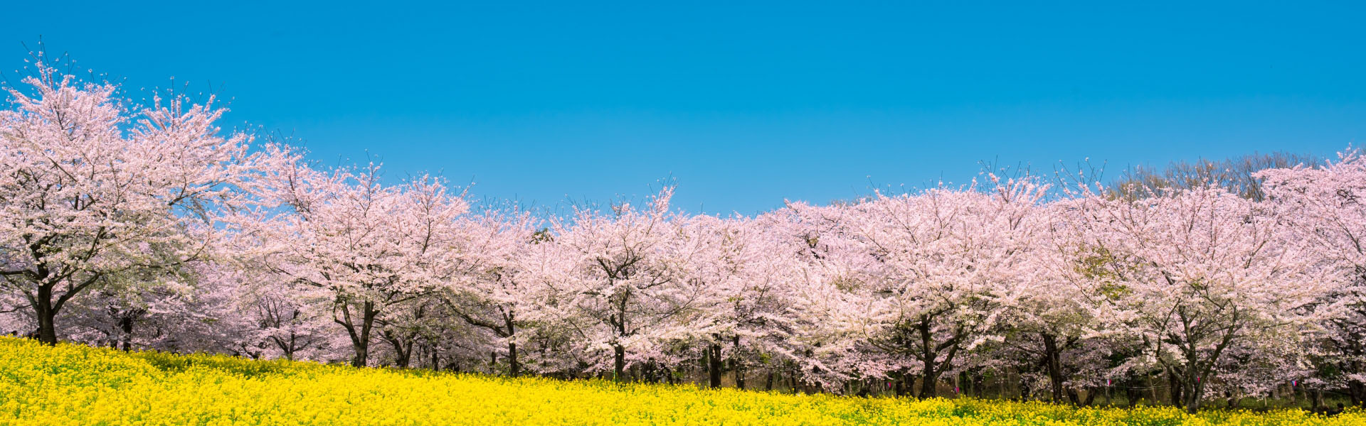 だいそう訪問看護リハビリステーション比企川島 の写真