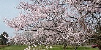 公式トップに掲載された北陸病院敷地の桜