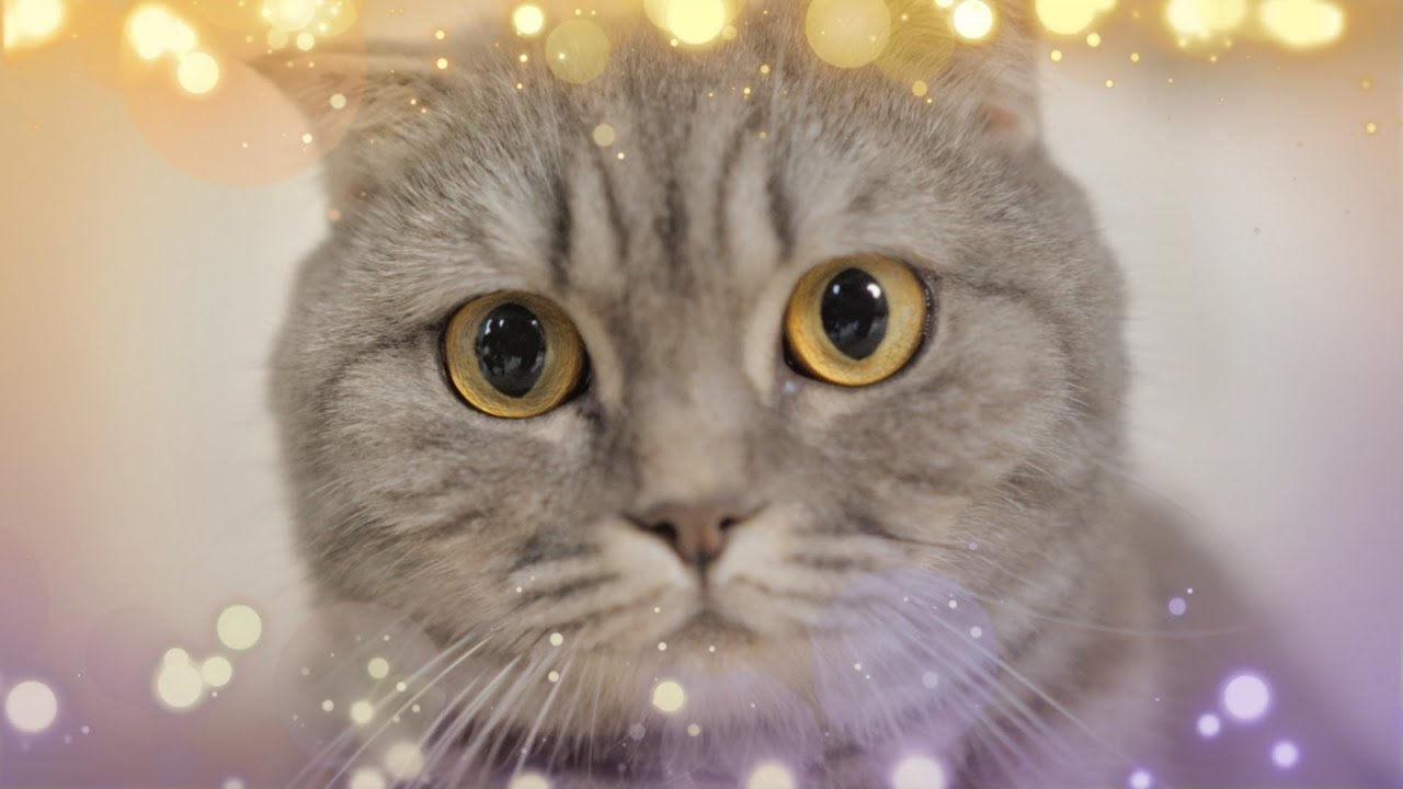 ねこだすけ：猫好きのためのお絵かきパズル