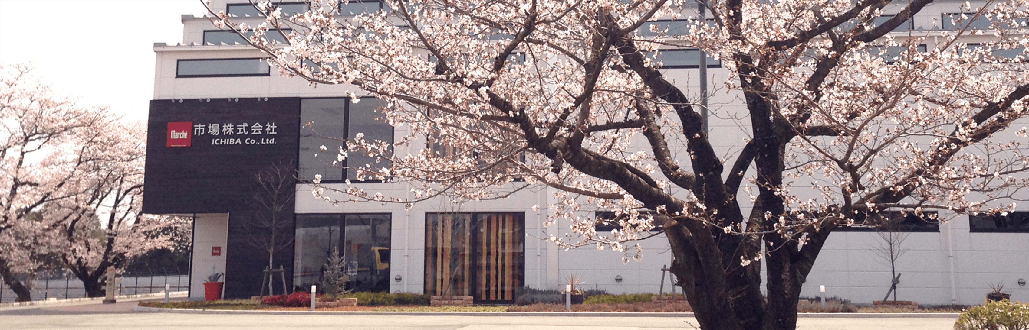 中学校跡地の桜をシンボルにした本社・ショールームの外観