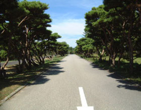 公式写真館に掲載された、正門から続くたこうまつの並木道
