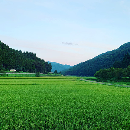 山あいに広がる美山の酒米田