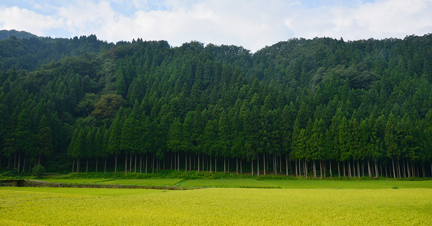 美山地区の田園と杉山