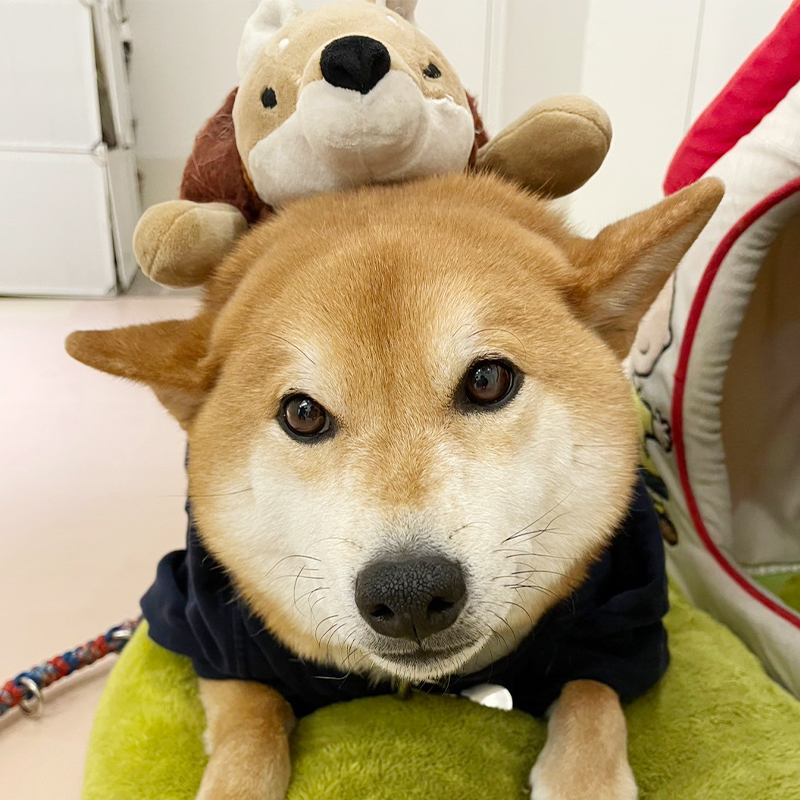 公式案内画像