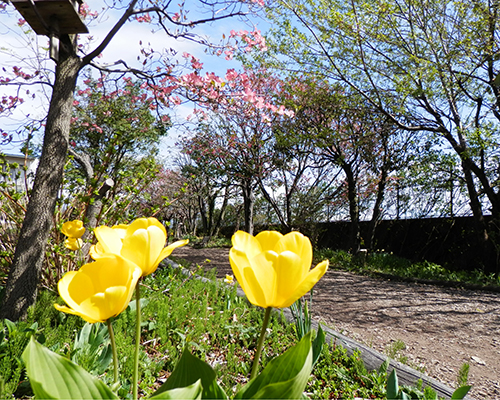 遊歩道と花