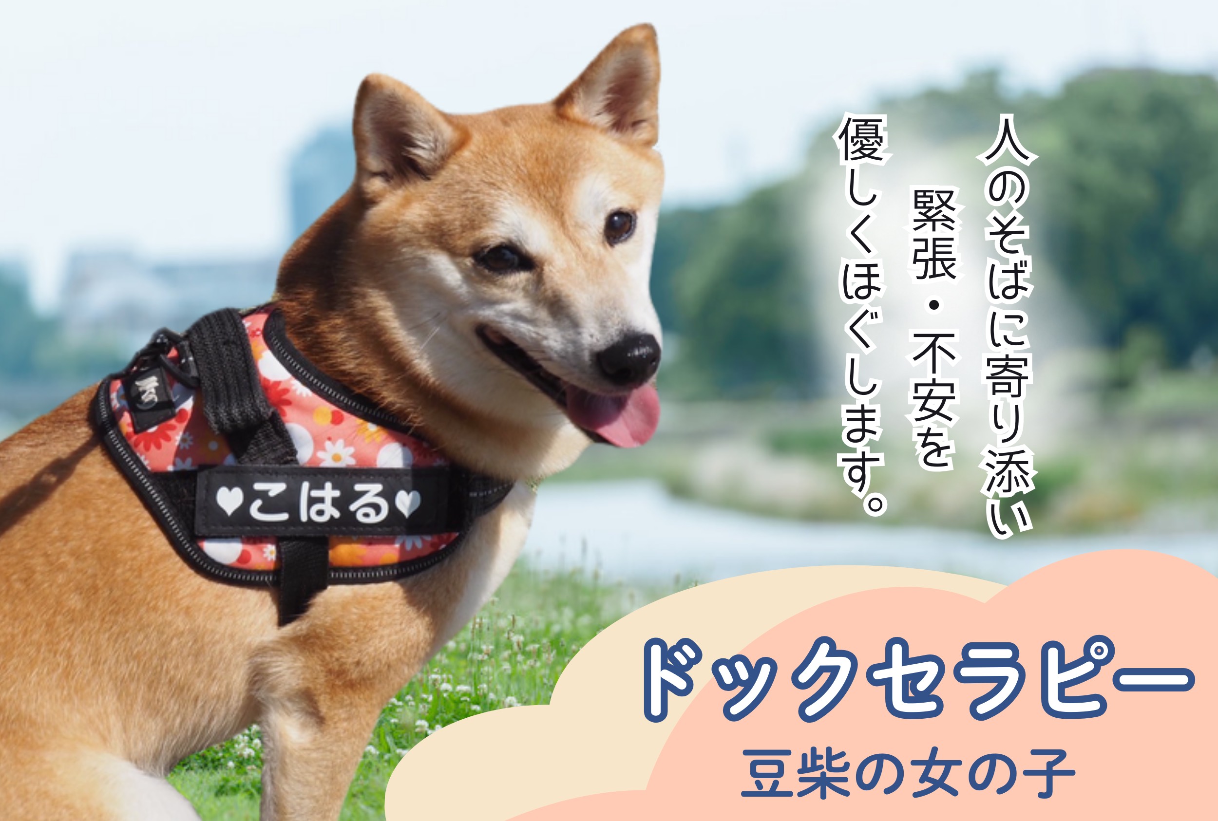 公式案内画像