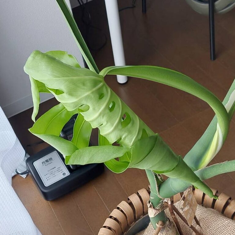 公式案内画像