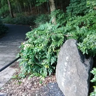 公式案内画像