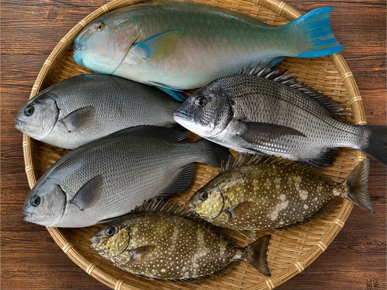 未利用魚・低利用魚の活用の様子