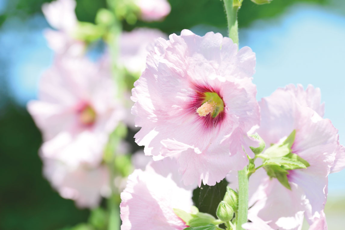 公式案内画像