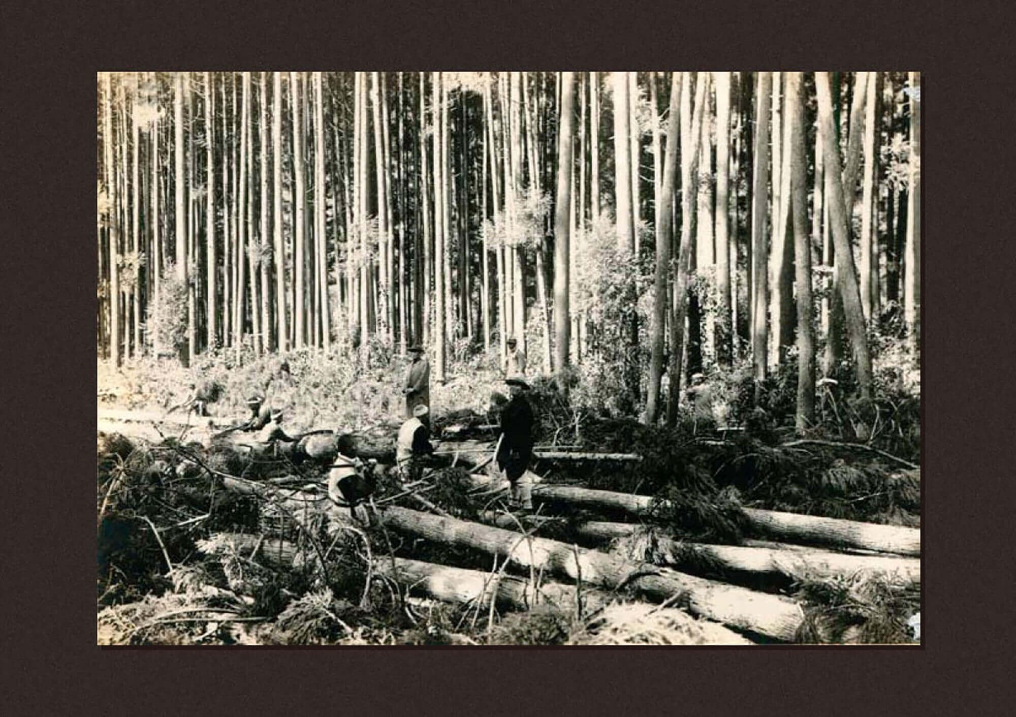杉工場 の写真