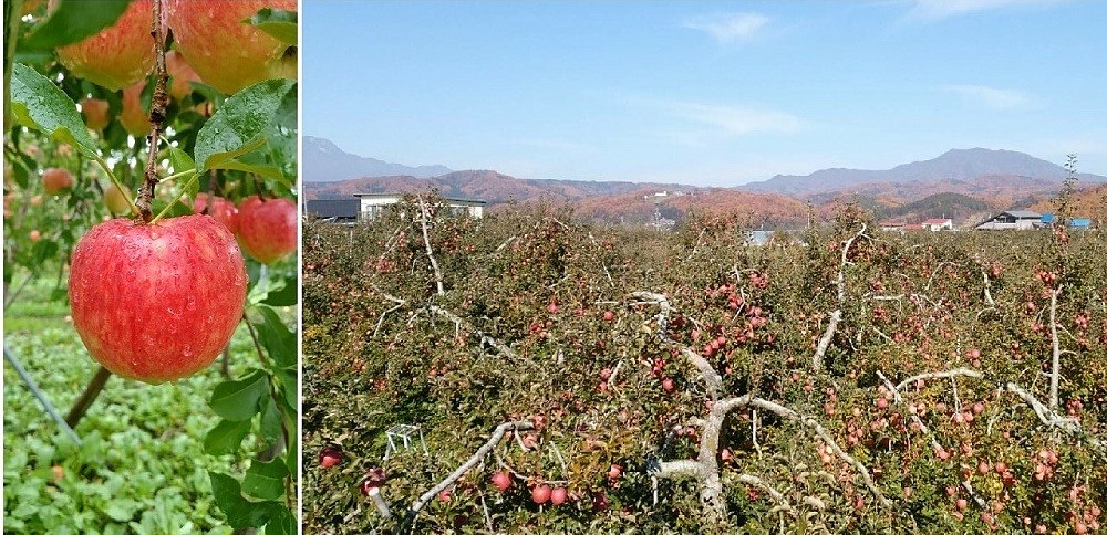 公式トップに表示される、りんごが実る飯綱町の農園と山並み