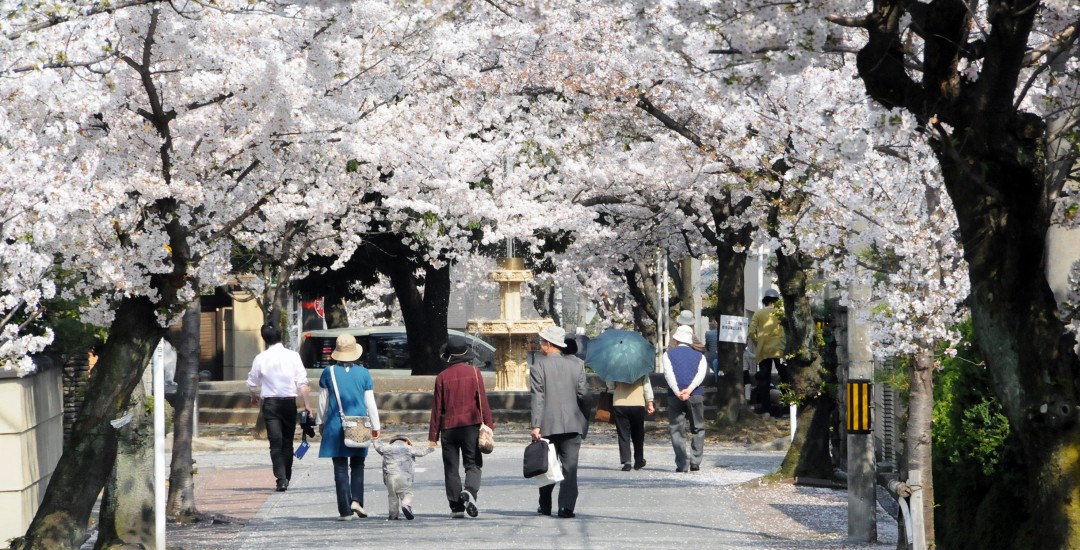 桜の径（さくらのみち）の画像