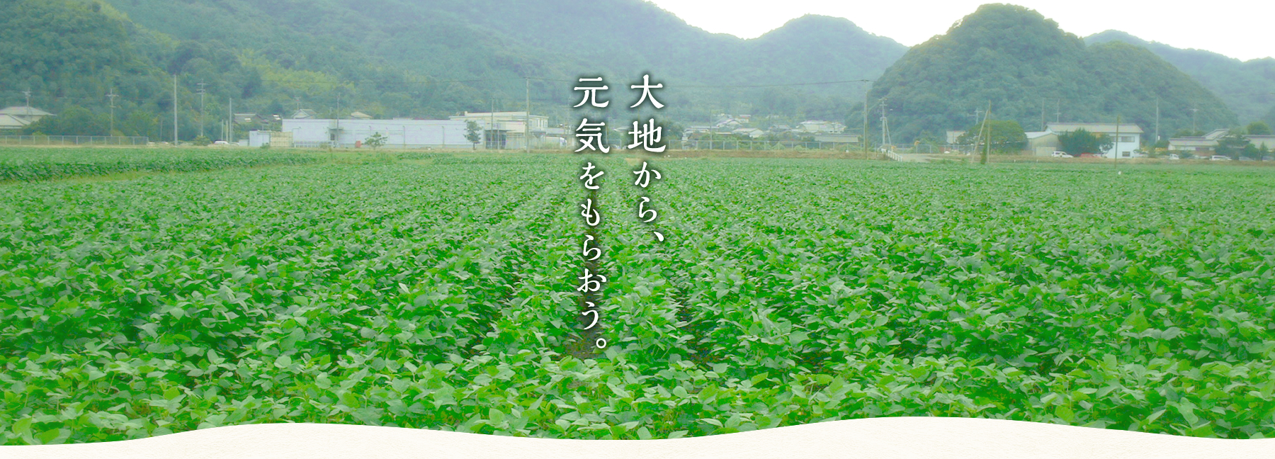 公式案内画像