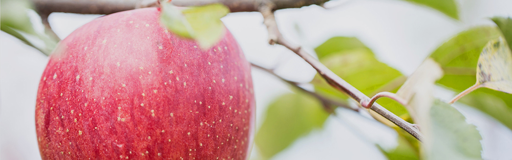 Farm&Cidery KANESHIGE の写真