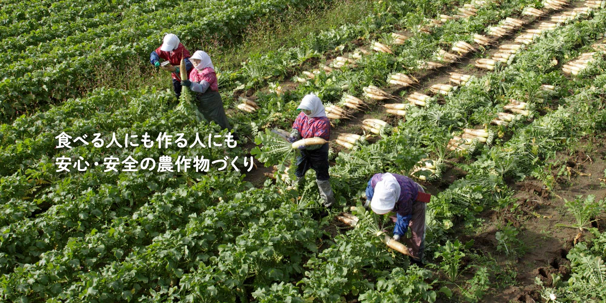 SKファーム株式会社 の写真