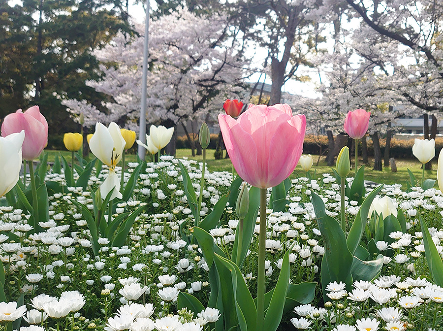 甲田歯科医院 の写真