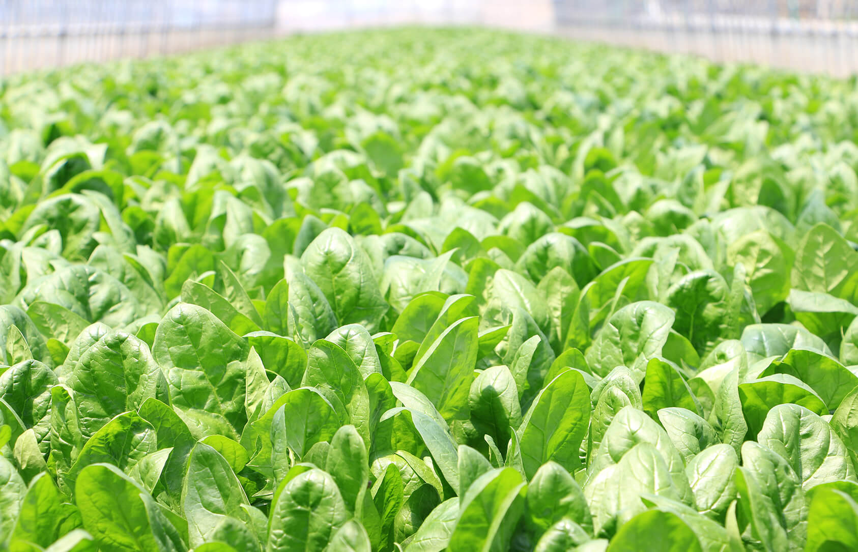 株式会社町田野菜園 の写真