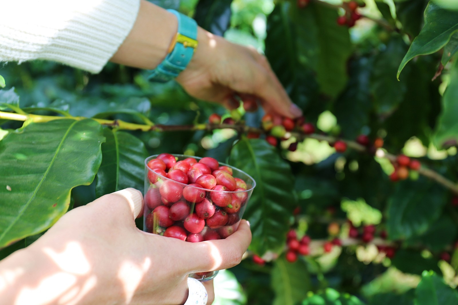 枝についた赤いコーヒーチェリーを収穫する様子