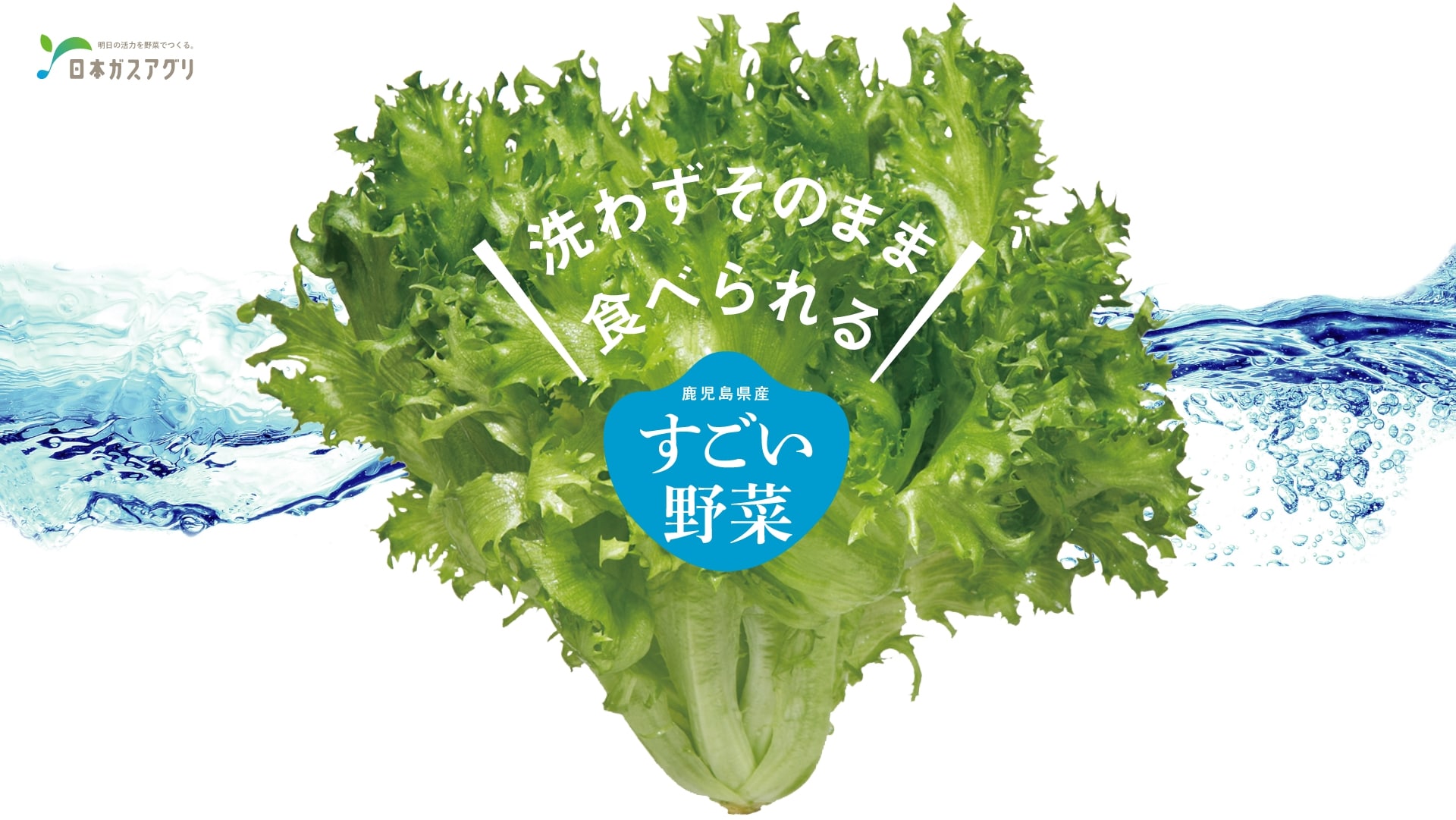 日本ガス株式会社 日本ガス植物工場 の写真
