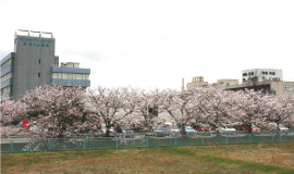 公式トップに掲載された桜並木越しの光ヶ丘病院建物
