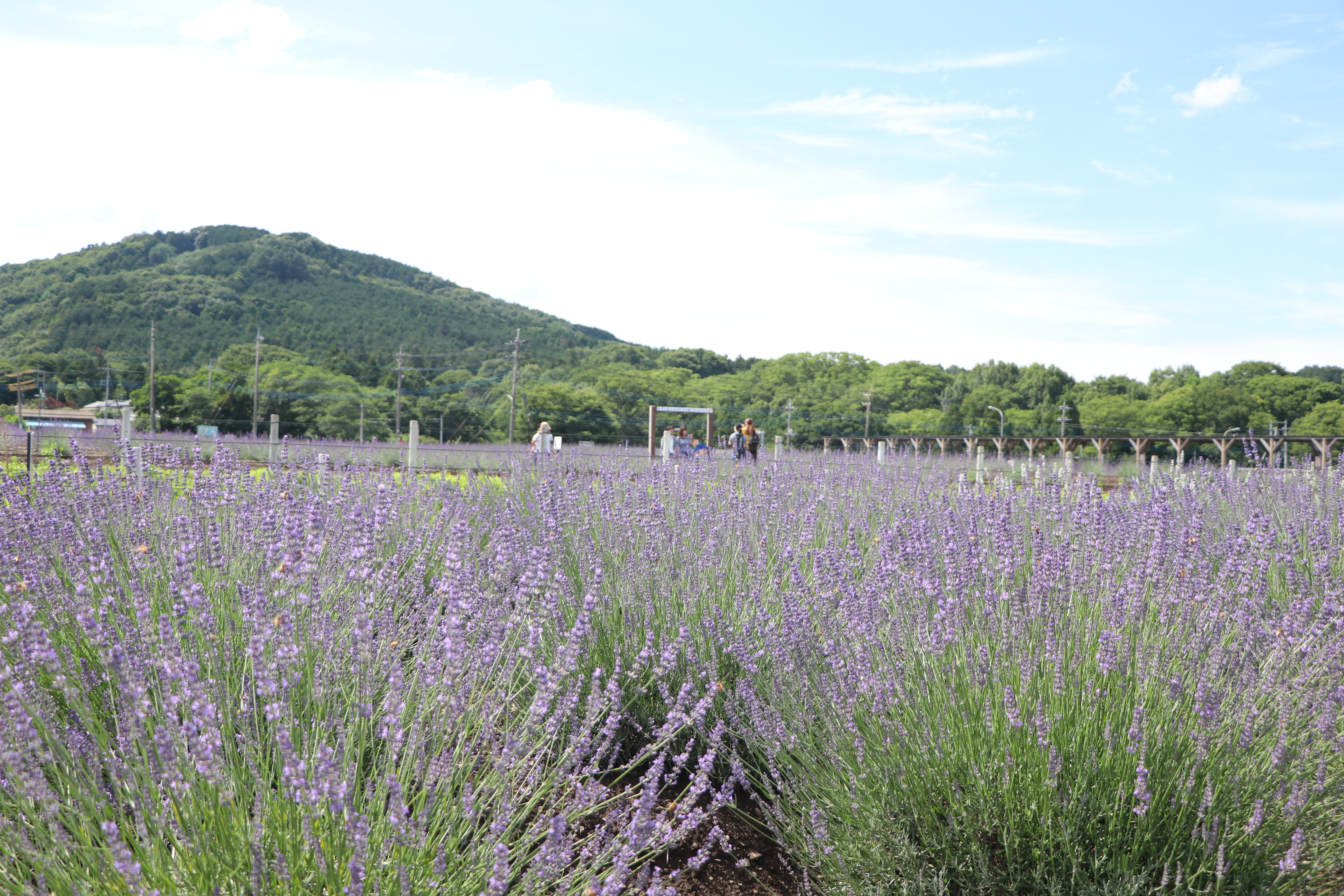 千年の苑ラベンダー園(通年用)(令和6年12月18日変更)