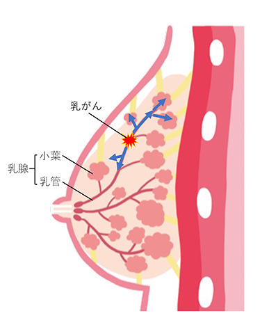 公式案内画像