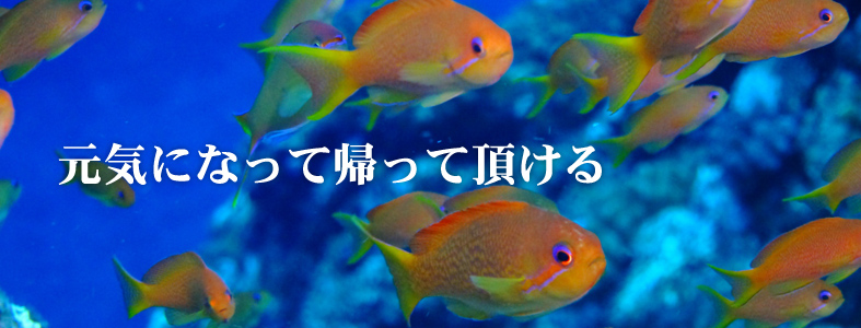公式案内画像